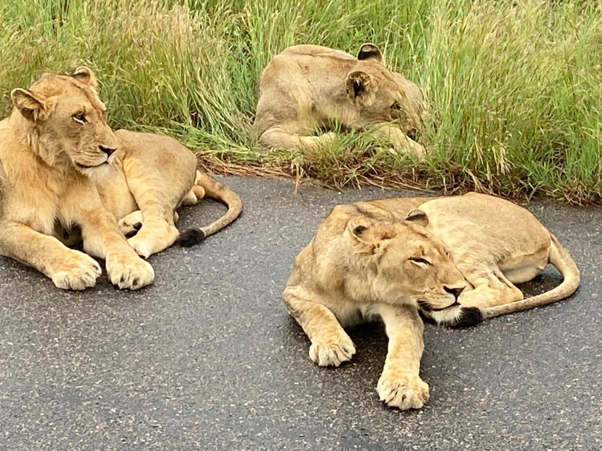 Kholiwe On Kruger Lodge & Safaris Marloth Park Extérieur photo