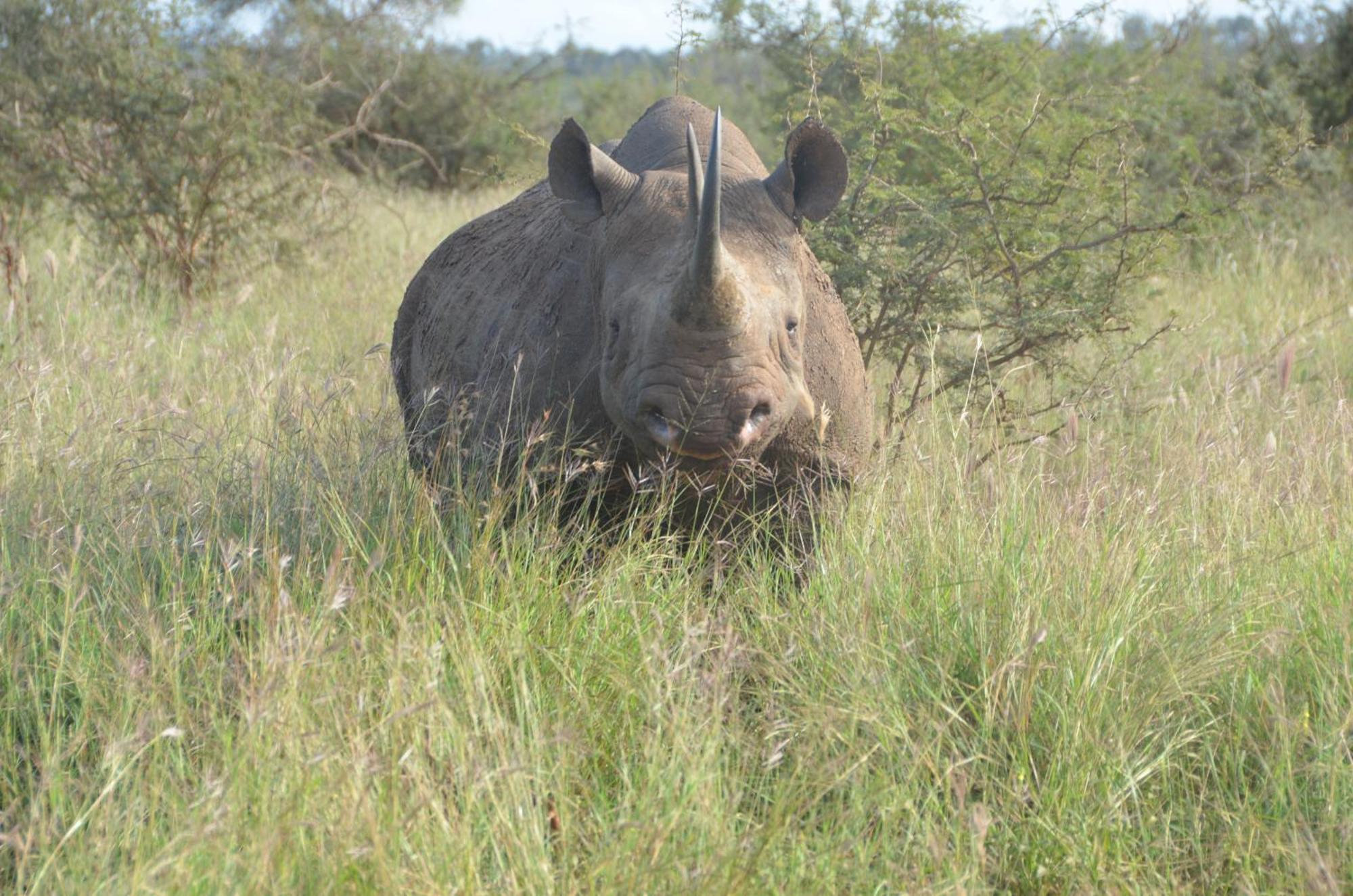 Kholiwe On Kruger Lodge & Safaris Marloth Park Extérieur photo