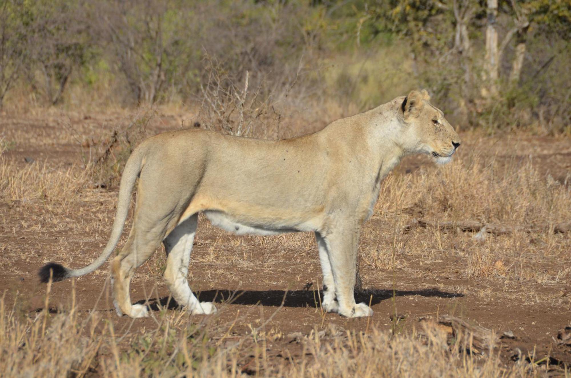 Kholiwe On Kruger Lodge & Safaris Marloth Park Extérieur photo