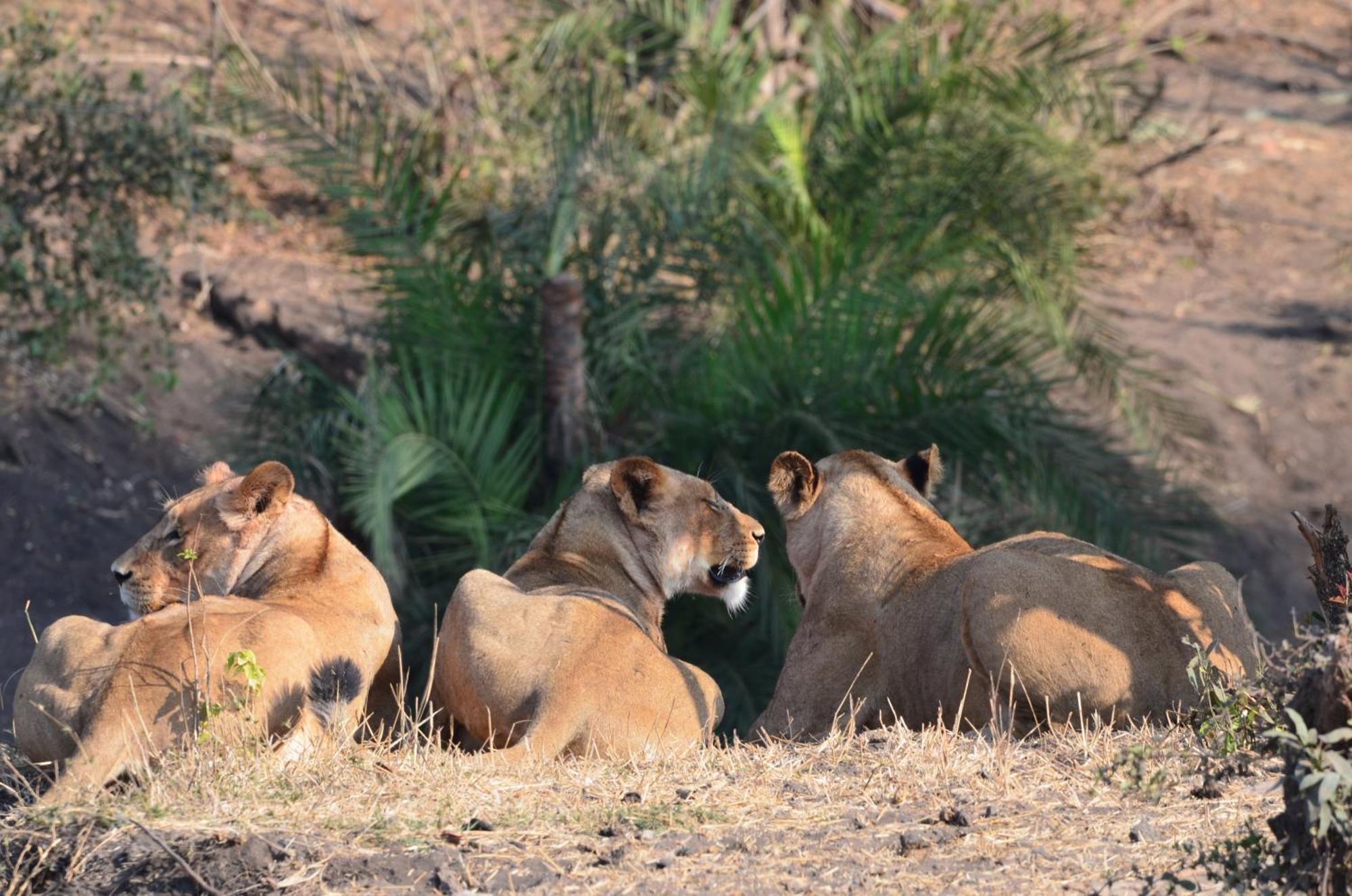 Kholiwe On Kruger Lodge & Safaris Marloth Park Extérieur photo